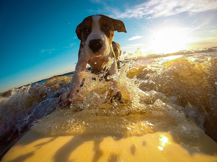 1.-dog-surfing-water-wave-summer