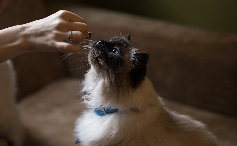 1.-himalayan-cat