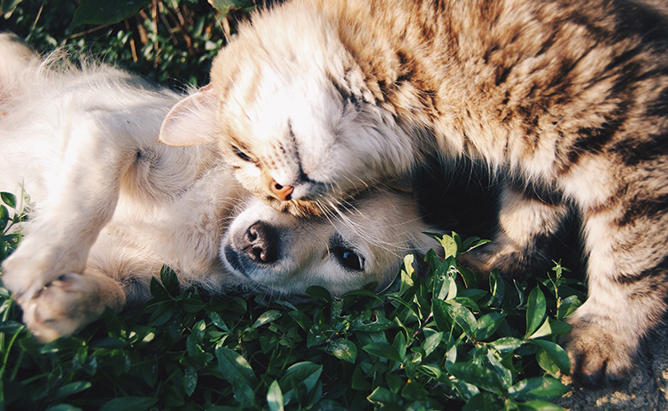 1.-orange-tabby-cat-beside-fawn-short-coated-puppy-1