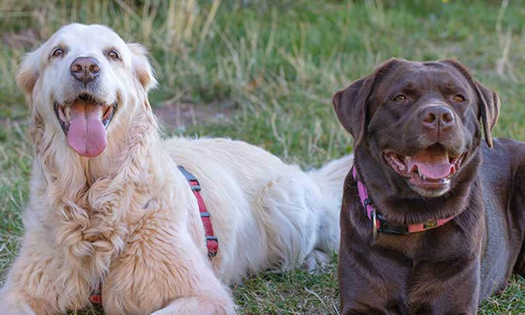 A-Golden-Retriever-and-a-Labrador-Retriever-lying-side-by-side