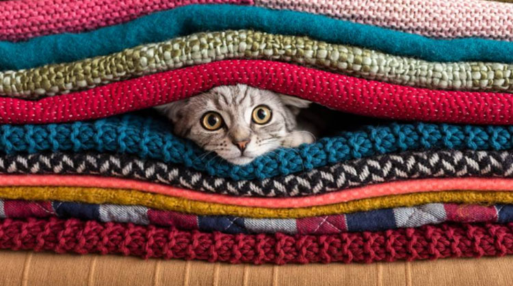 A-cute-cat-with-big-eyes-peeking-out-from-out-a-stack-of-blankets