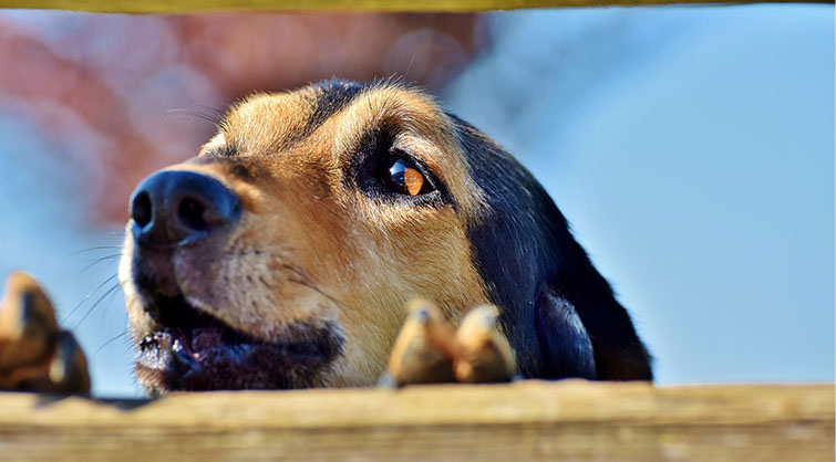 A-dog-barking-by-a-fence