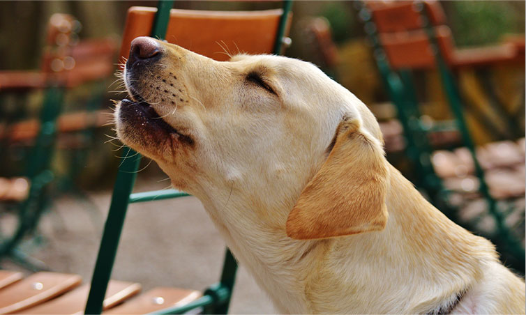 A-howling-Labrador-Retriever