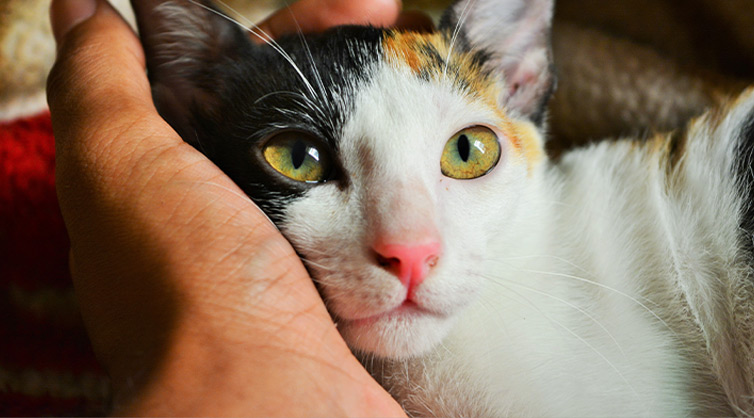 A-man-stroking-his-calico-cats-head-1