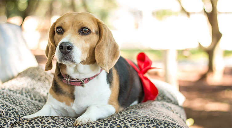A-pregnant-beagle-with-a-bow-tied-around-her-belly