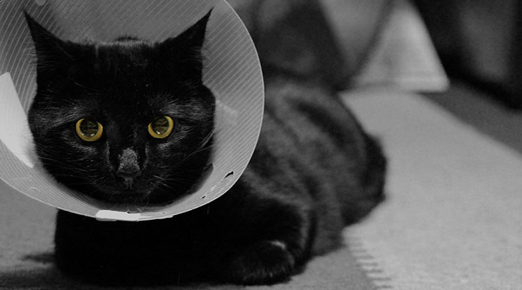A-sick-black-cat-with-a-cone-around-its-neck
