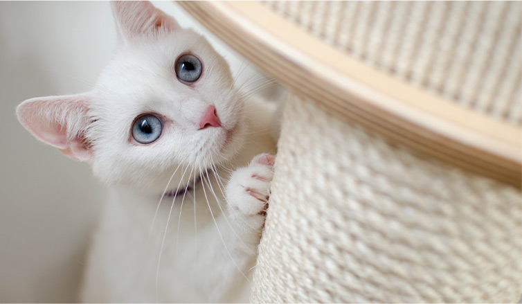 A-white-indoor-cat-using-his-scratching-pole