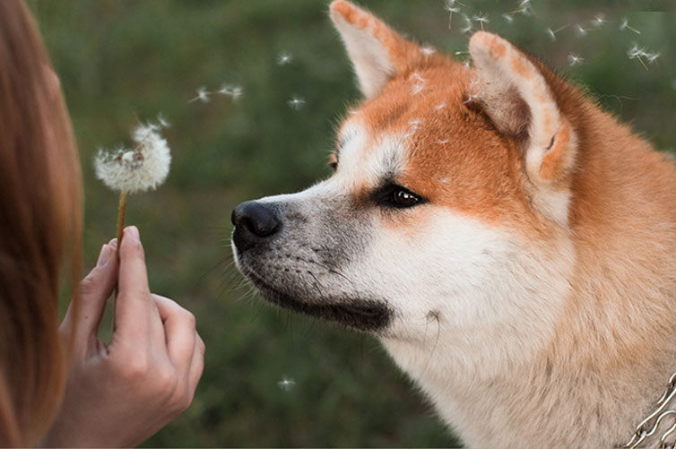 A-woman-blowing-on-a-dandelion-with-her-dog-watching-closely