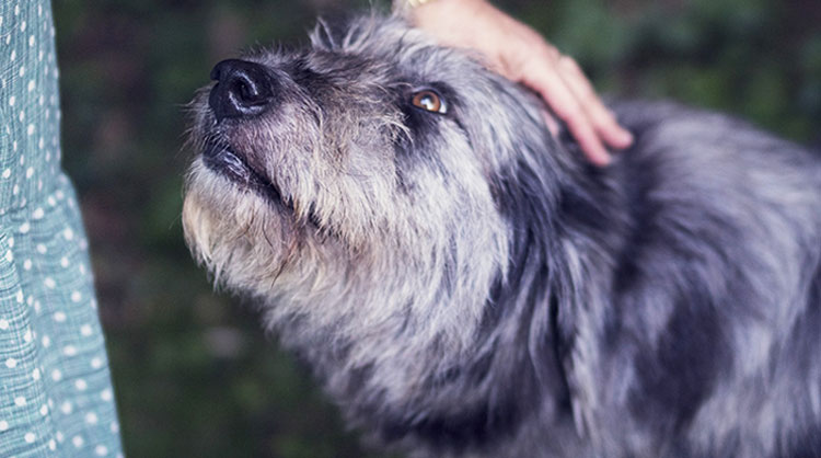 A-woman-petting-her-shaggy-grey-dog-1