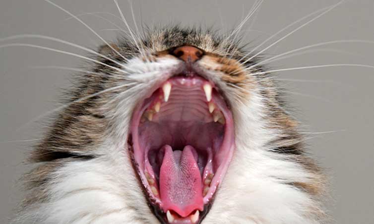 A-yawning-cat-1
