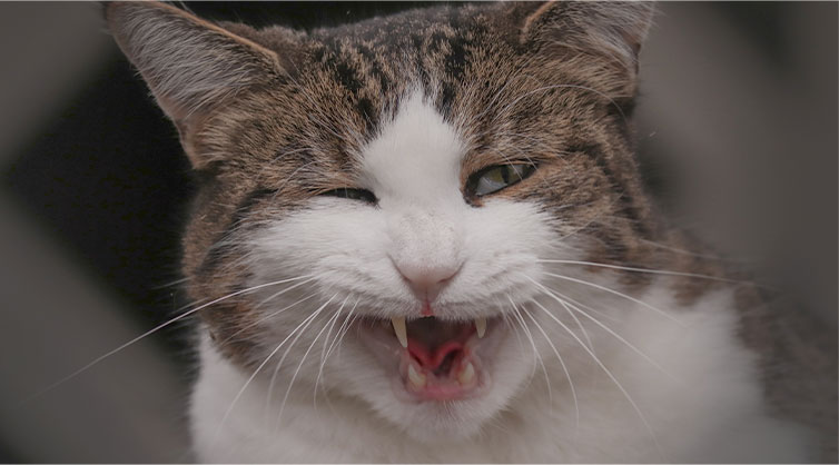 A-yawning-cat