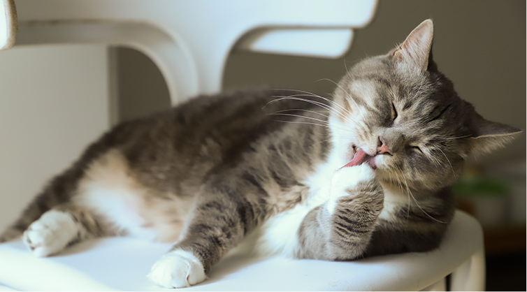 An-overweight-cat-lounging-on-a-chair