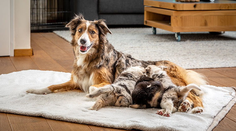Australian-shepherd-dog-laying-on-the-floor-while-her-puppies-nursing