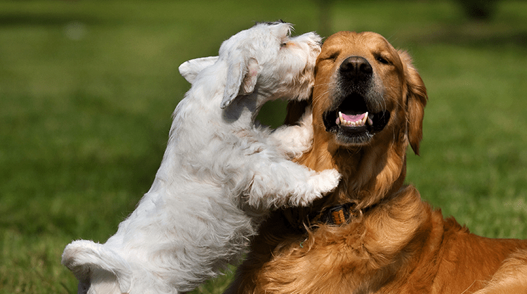 Best-Types-of-Play-for-Different-Breeds