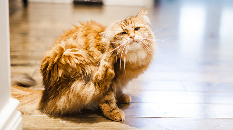 How To Get Rid Of Fleas On Cats Bravecto Blog