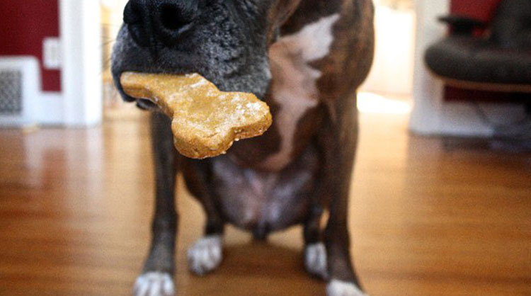 Christmas-Dog-Treat-Recipes-for-Your-Pup