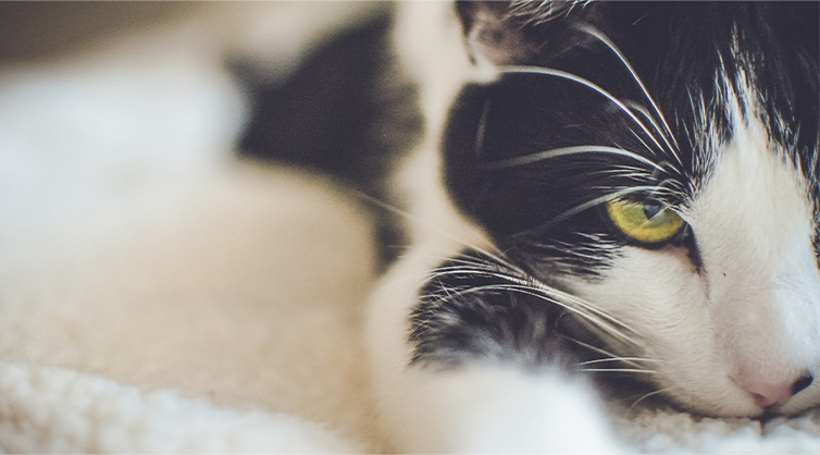 Close-up-of-a-black-and-white-cat-lying-on-a-bed