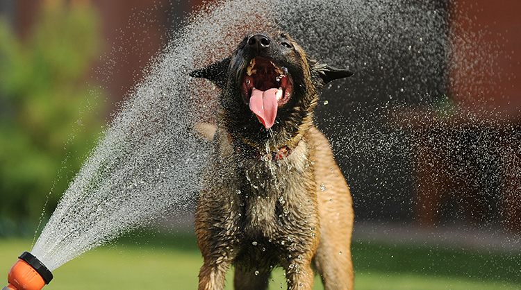 Dehydration-in-dogs