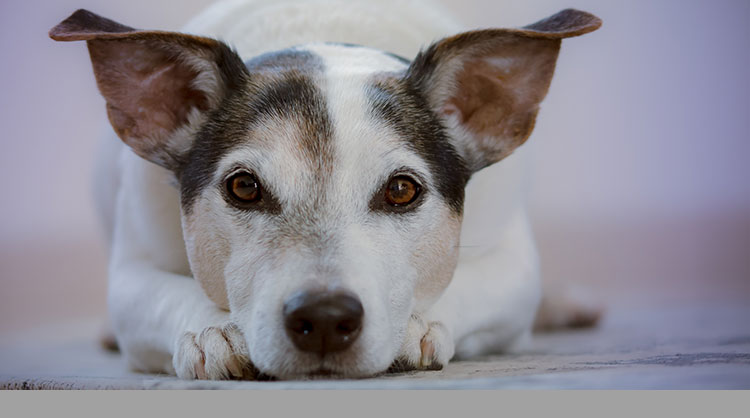 can ear mites make a dog sick