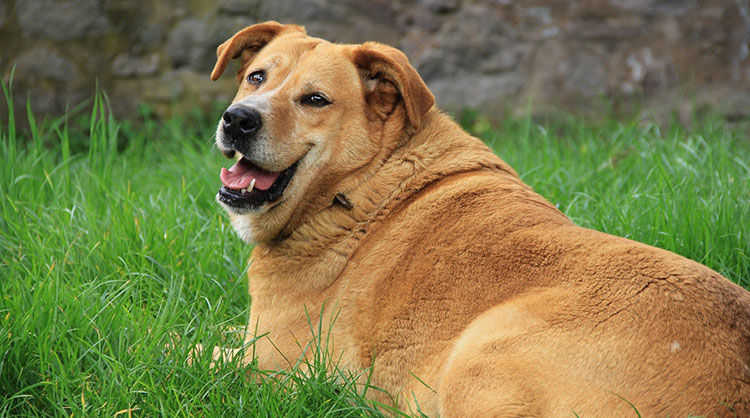 can diabetes cause paralysis in dogs