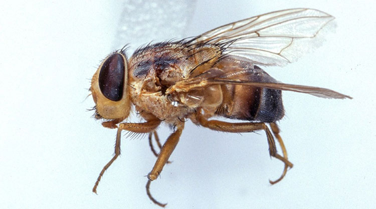 How to Prevent and Eliminate Fruit Flies in the Worm Bin