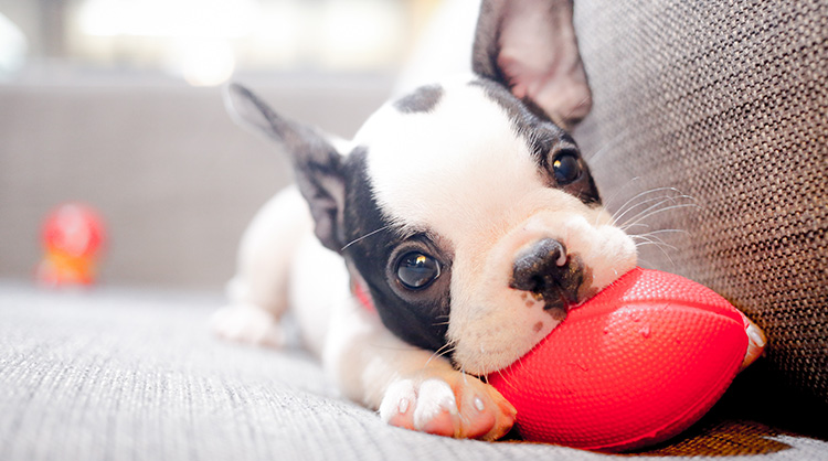 Know-How-to-Potty-Train-a-Puppy