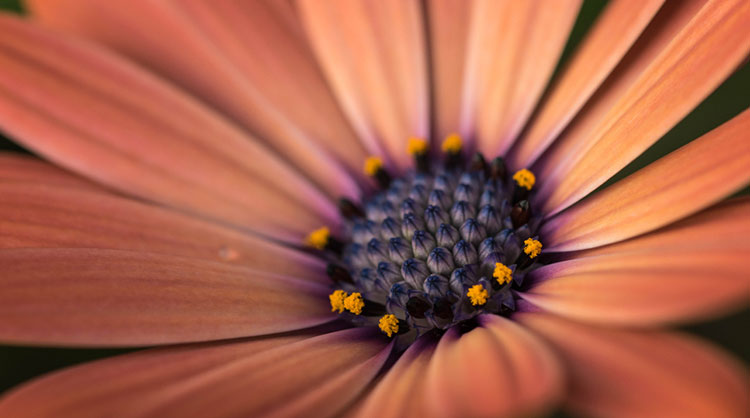 Poisonous-Flowers-Your-Dog