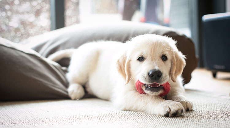 Puppy-Proofing-your-Home