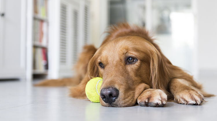 Signs-that-your-dogs-depressed