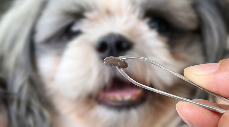 The-Complete-Guide-to-Ticks-on-Dogs