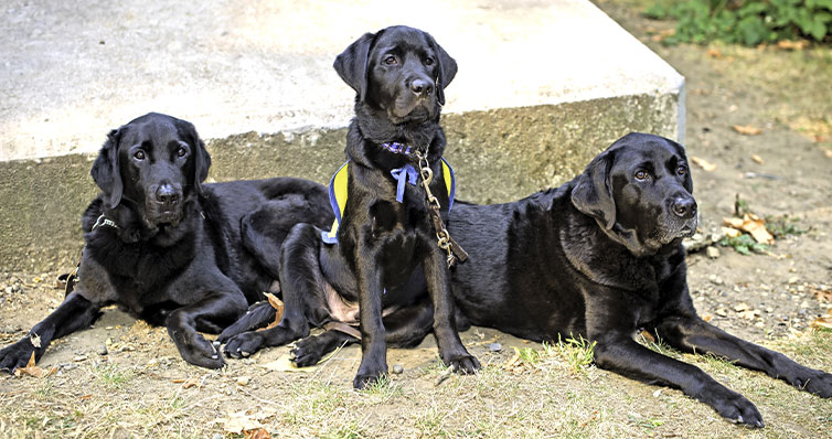 Three-black-Labrador-retriever-service-dogs