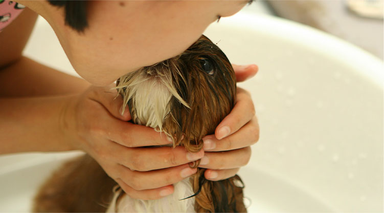 Tips-for-Dog-Grooming-at-Home