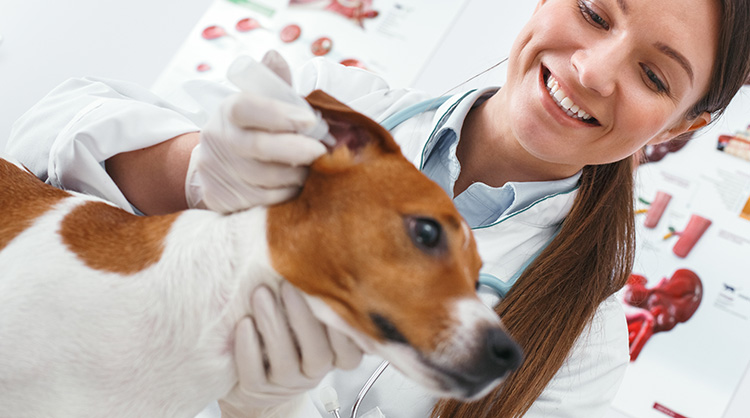 Tips-for-Spotting-and-Preventing-Ear-Mites-in-Dogs