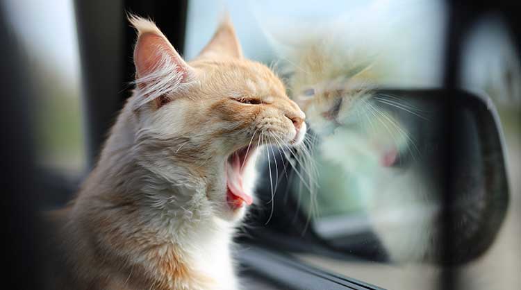 Tips-for-Travelling-with-Cats-in-The-Car