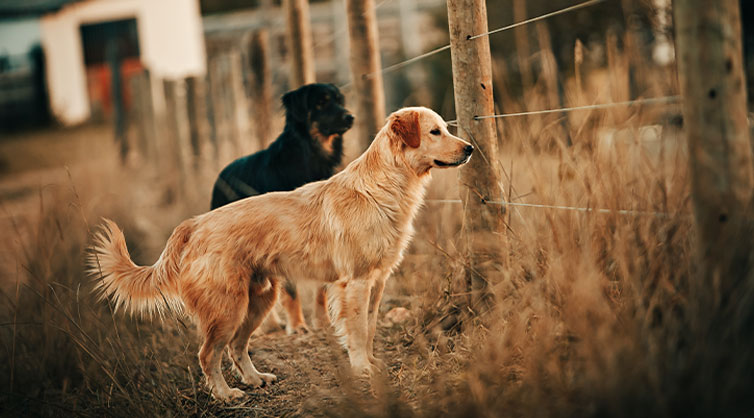 Two-dogs-looking-through-a-fence