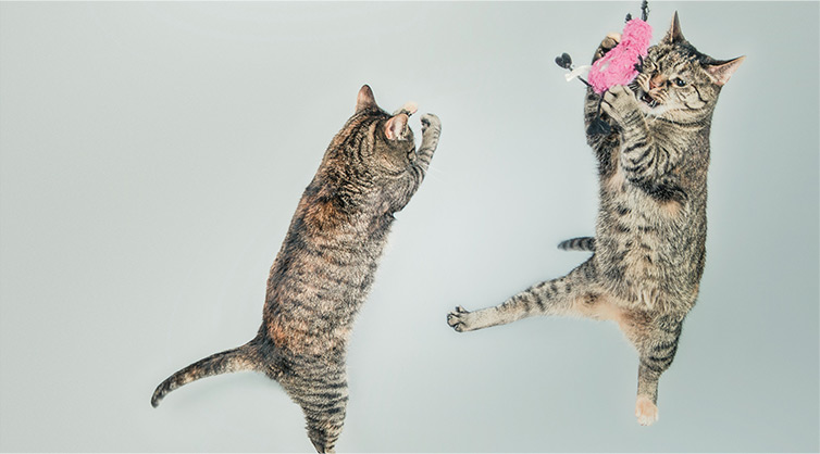 Two-tabby-cats-jumping-for-a-cat-toy-on-a-string-1