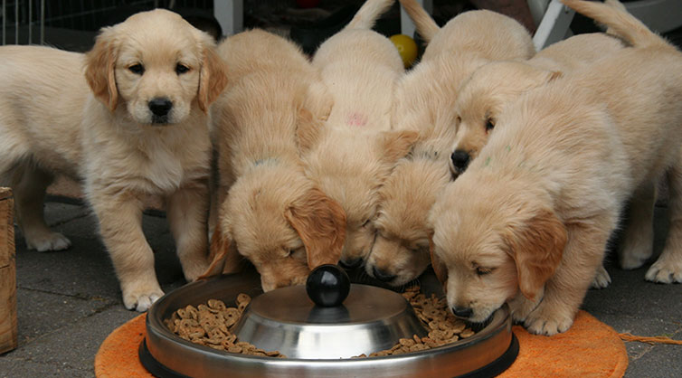 What-to-Feed-a-Puppy-1 (1)