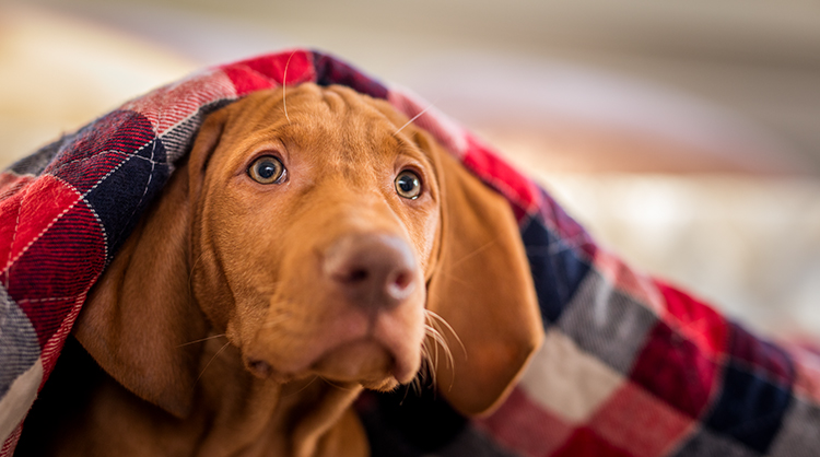 how do you know if your dog has tick fever