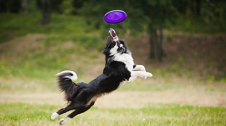 Fun Outdoor Activities for You and Your Dog - Vetstreet