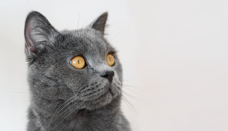 close up portrait of British shorthair cat, on white background