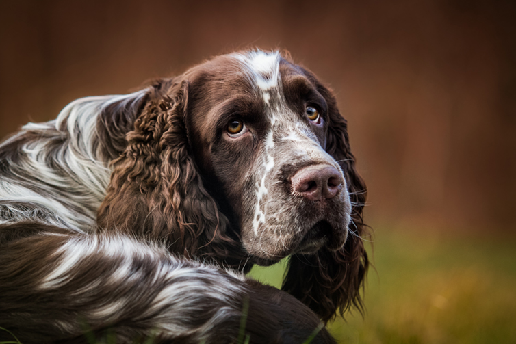 English,Springer,Spaniel