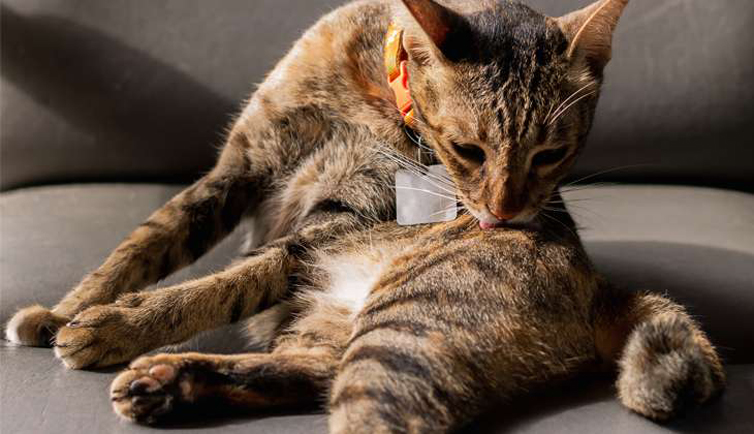 Adorable leopard color cat cleaning her body on couch.