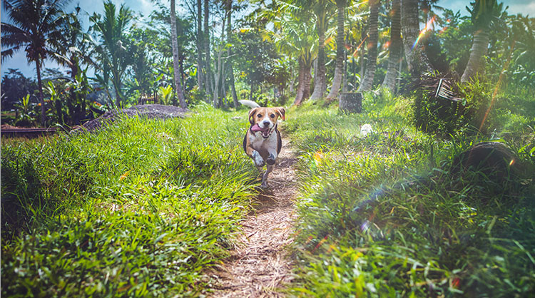 A-beagle-running-down-a-tropical-grassy-path