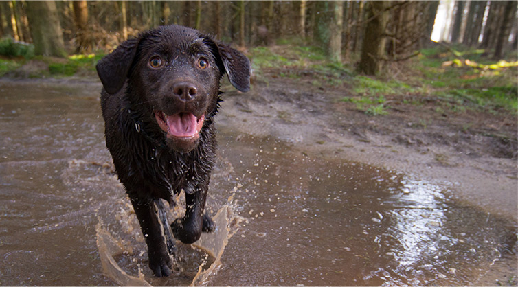 A-young-Labrador-retriever-splashing-around-a-forest-stream