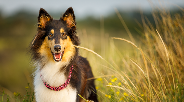 Where-To-Look-For-Ticks-On-Your-Dog