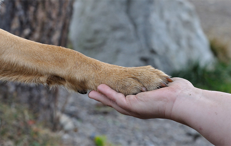 A human holding a dog’s paw