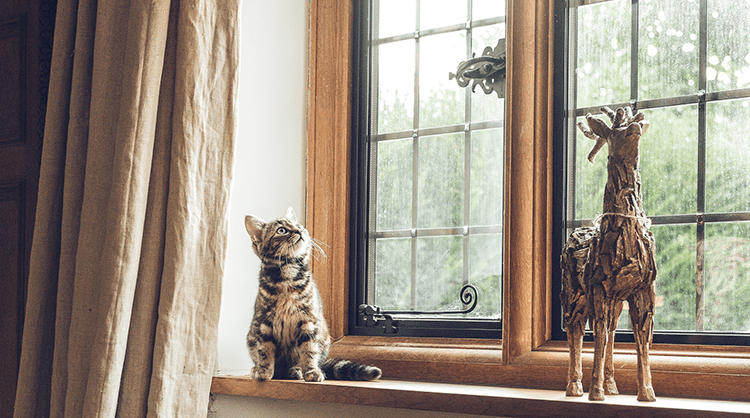 Cat store proof house