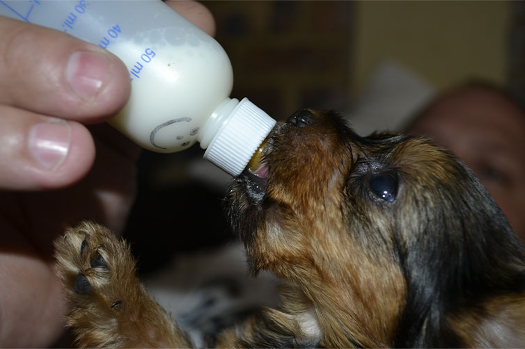 What to Feed a Puppy The Dos and Donts - Bravecto Blog