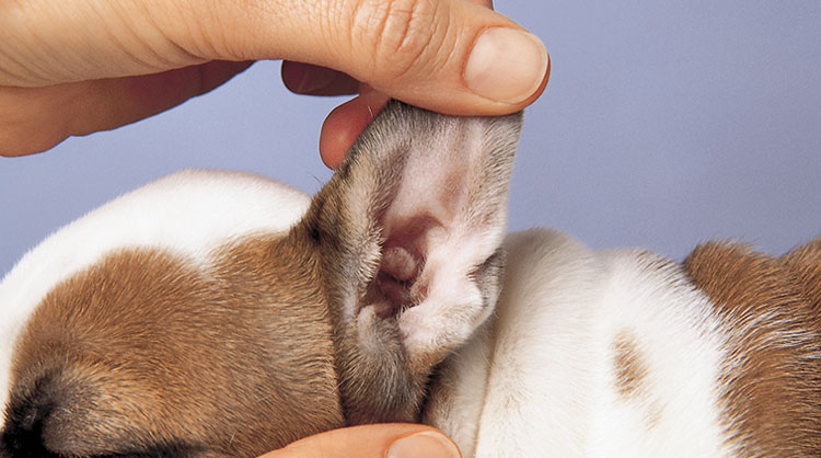 does bravecto treat ear mites in dogs