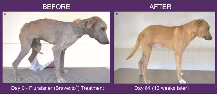 how long does it take for a dog to recover from mange